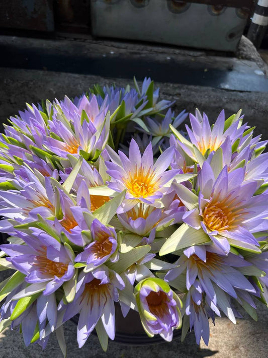 Dehydrated Egyptian Blue Lotus Whole Flowers | 100% Pure Nymphaea Caerulea | Herbal Tea for Lucid Dreams, Sleep & Relaxation