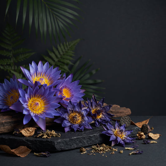Blue Lotus from Ceylon — The Beauty of a Timeless Botanica