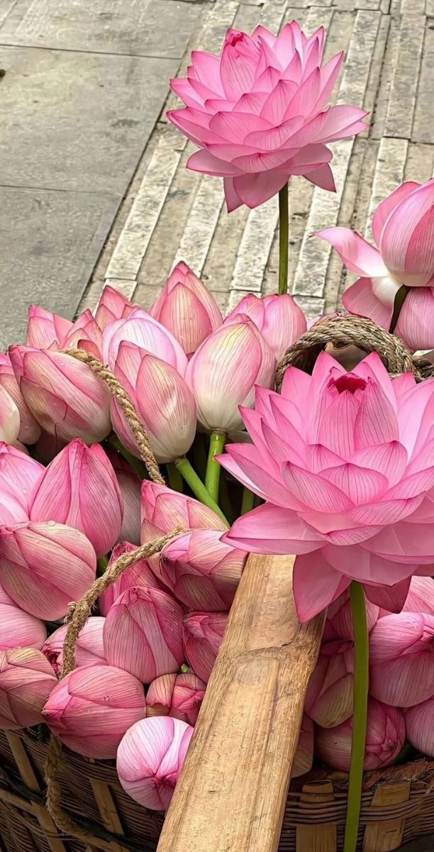 Dehydrated Pink Lotus Flowers – Natural Dried Lotus for Tea & Herbal Infusions