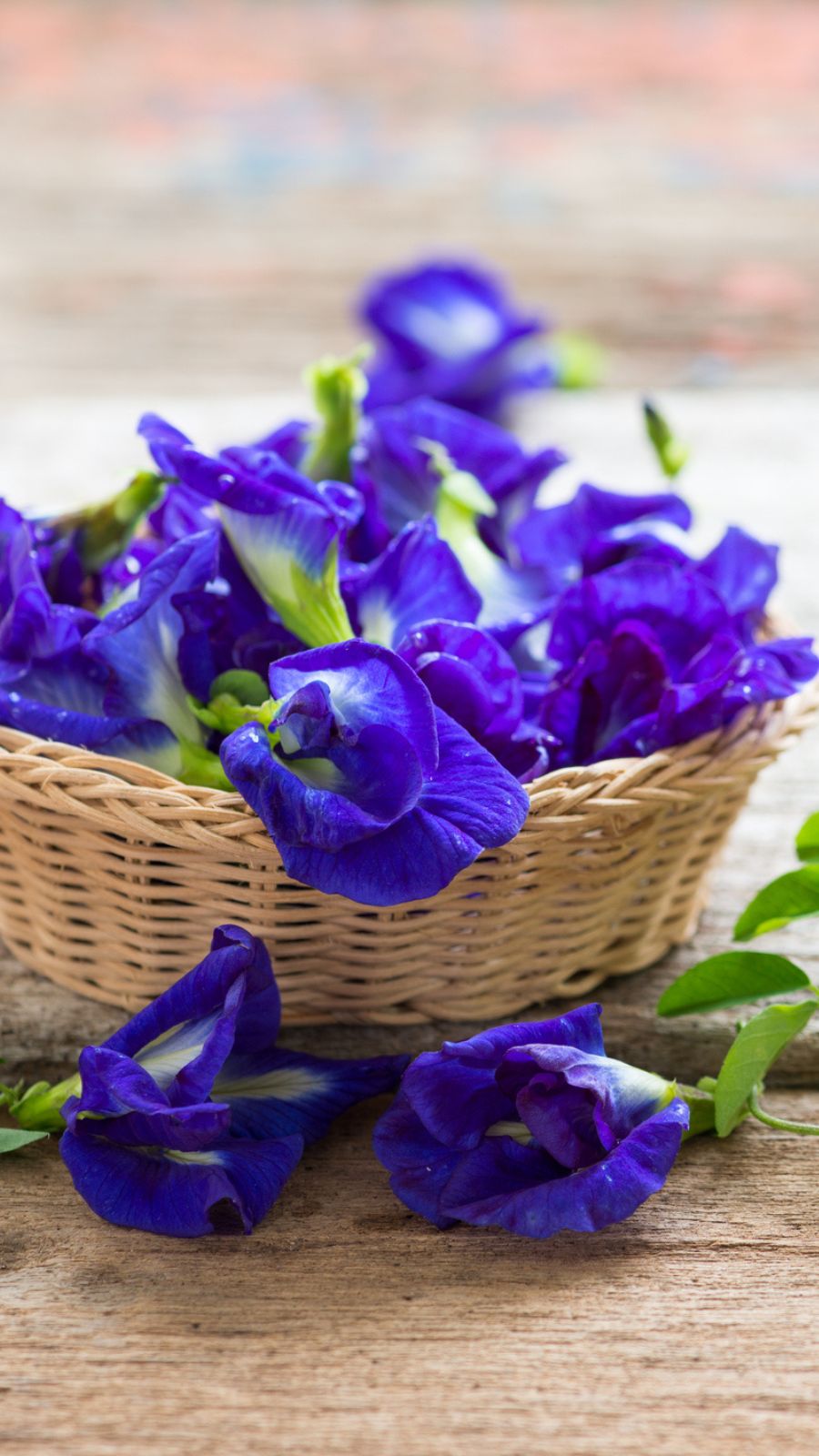 Dried Blue Butterfly Pea Flowers | Natural Ceylon Botanical Tea | Greenova Ceylon Botanicals
